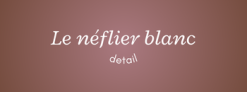 Profitez d’un Code Promo Leneflierblanc Exclusif